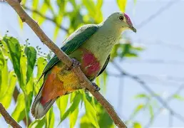 Red Bellied Fruit Dove cBirds of the World